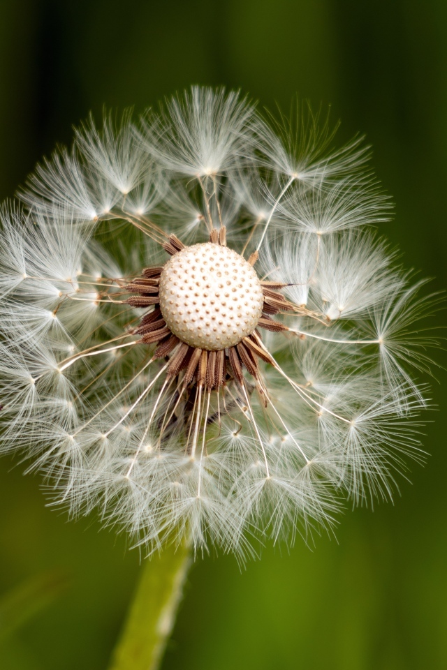 Опавший белый одуванчик