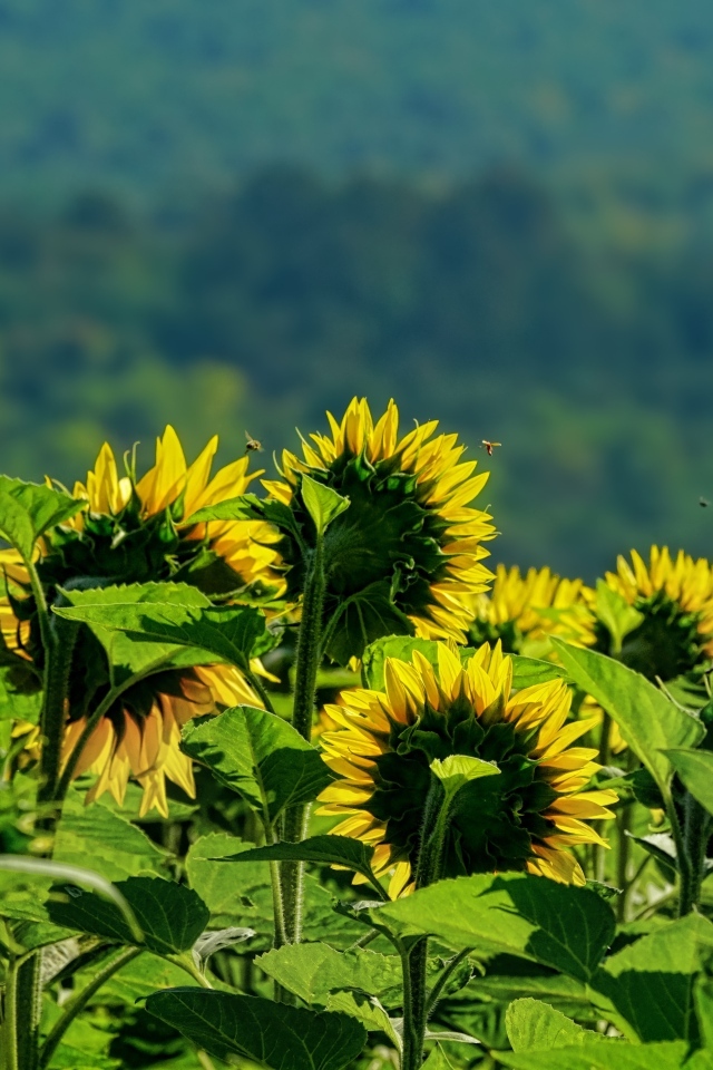 Поле цветущих подсолнухов в лучах солнца
