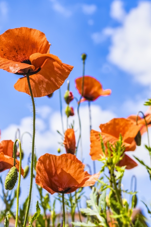 Поле красных маков в лучах солнца летом