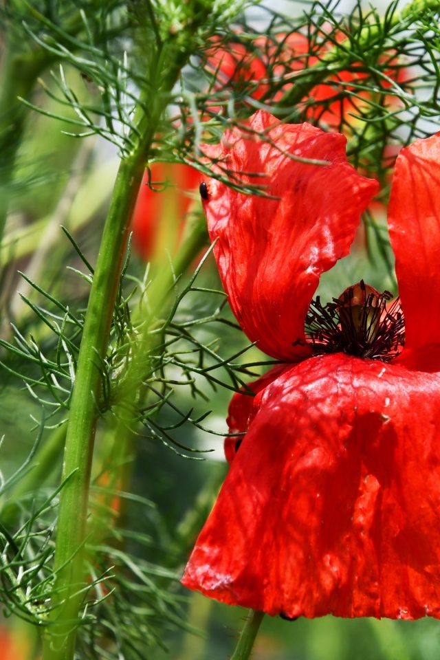 Полевой мак с красными лепестками в зеленых листьях