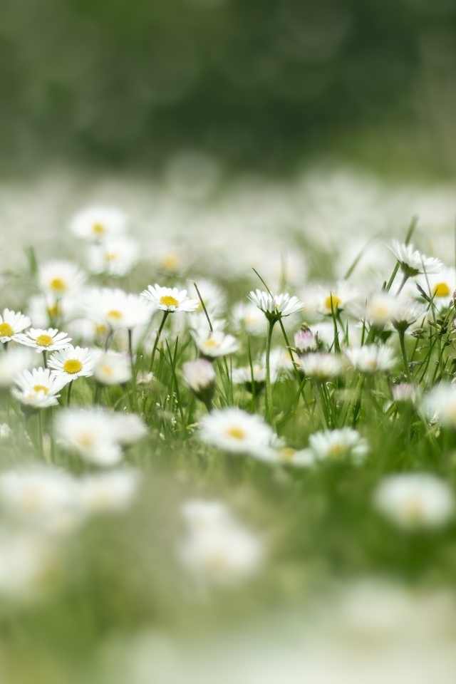 Поле с нежными белыми цветами маргаритки