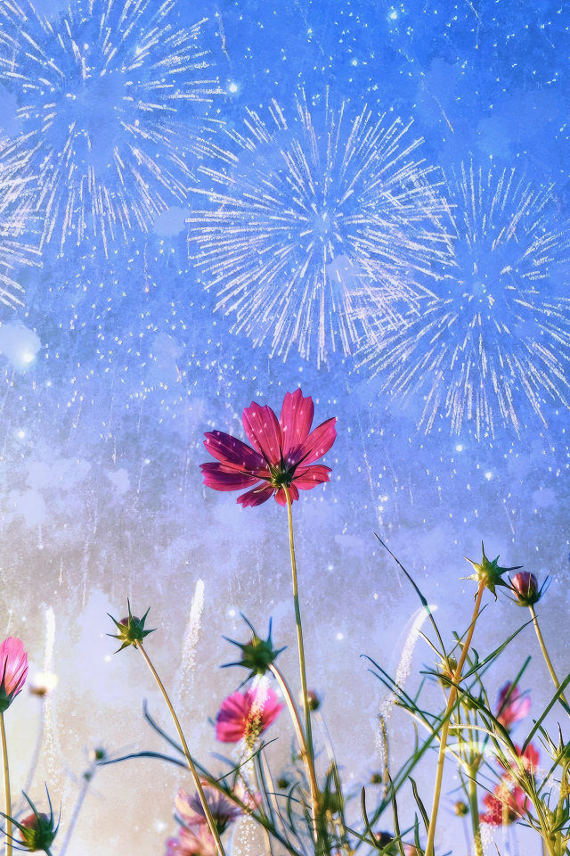 Салют в небе над цветами космеи