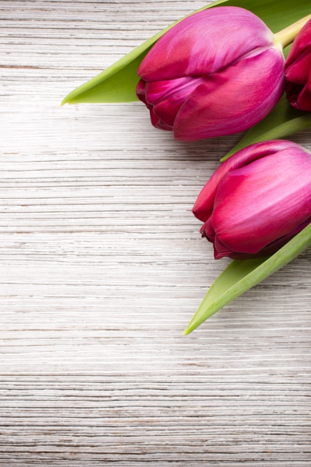 Пять розовых тюльпанов на деревянном фоне