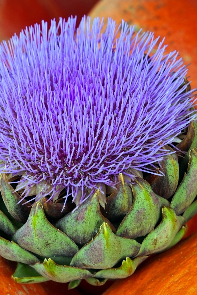 Цветущий артишок и тыква крупным планом