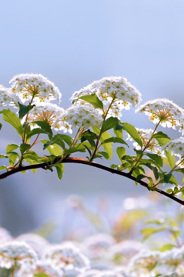 Цветущие ветки дерева весной на фоне неба