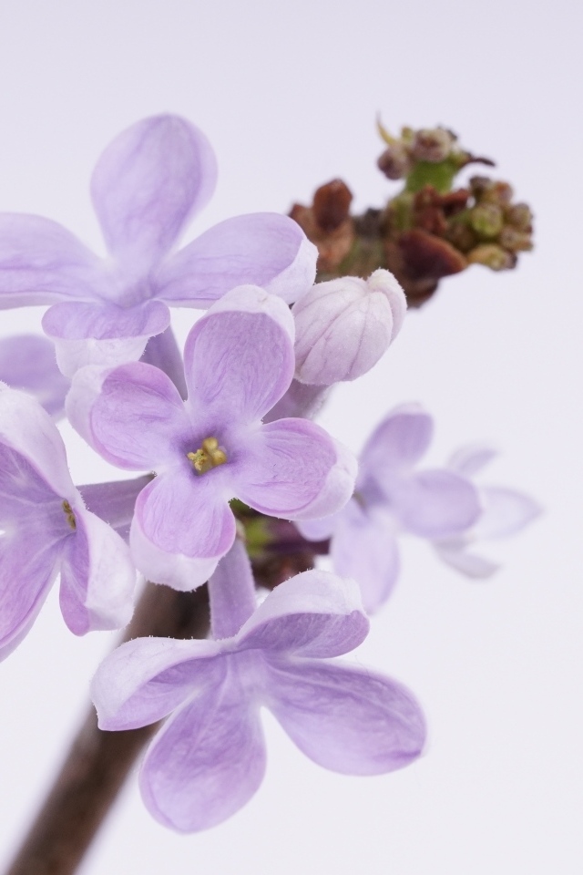 Ароматные распускающиеся цветы сирени на сером фоне