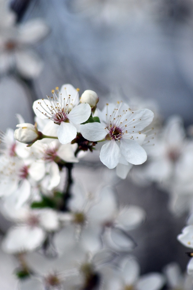 Ароматные цветы вишни на ветках 