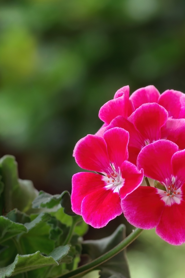 Ароматный цветок розовой герани