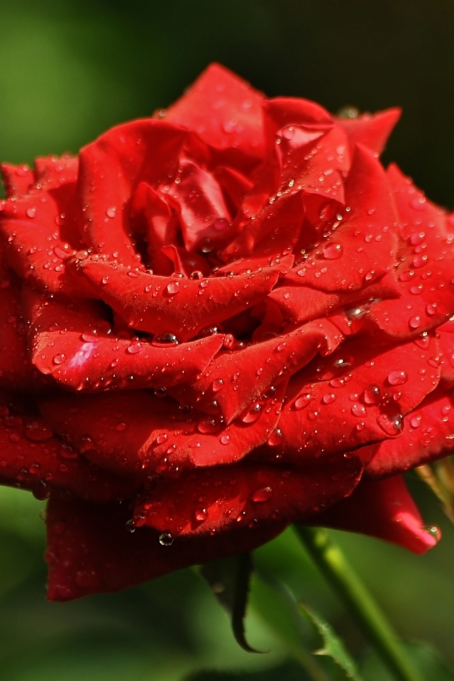 Ароматная красная роза в саду под дождем