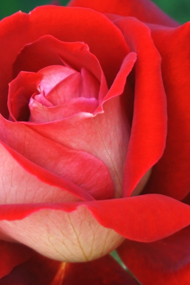 Ароматная красная чайная роза крупным планом