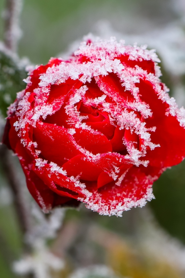 Покрытая холодным инеем красная роза