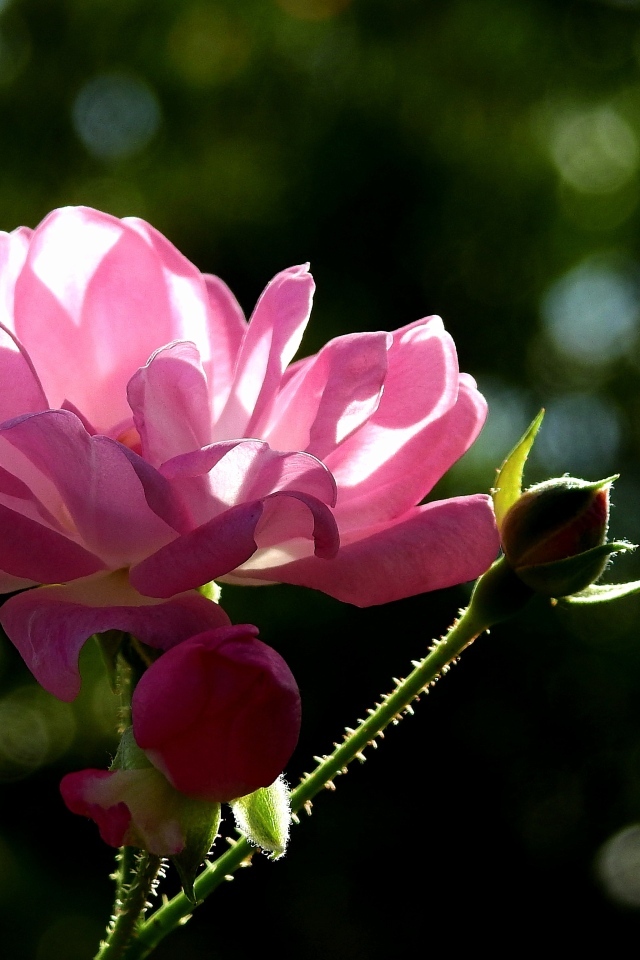 Садовая розовая роза в лучах солнца