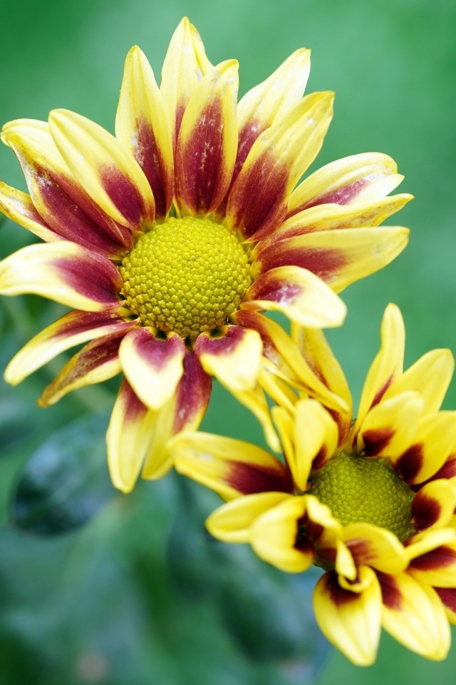 Цветы газания с бутонами крупным планом