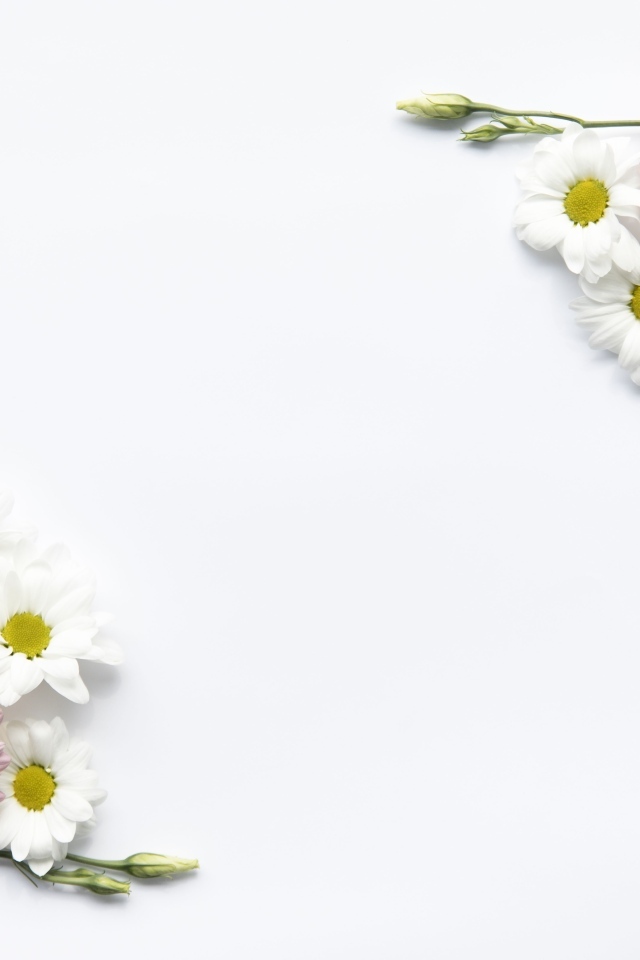 Цветы герберы и хризантемы на белом фоне