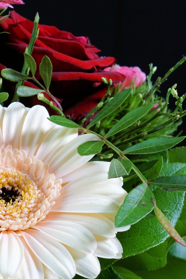 Цветок герберы в букете с красными розами