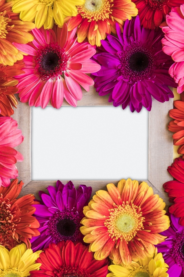 Цветы герберы с белым листом бумаги