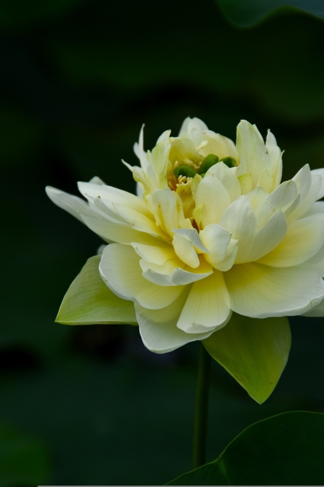 Золотой лотос с бутоном крупным планом