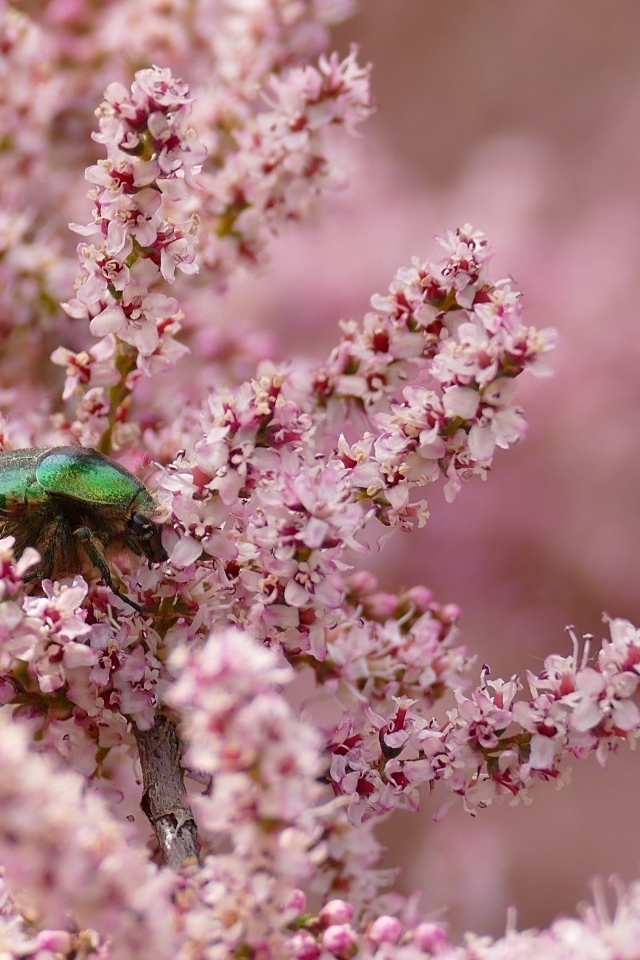 Зеленый жук сидит на красивых розовых цветах