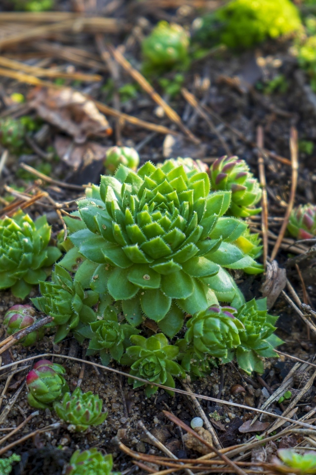 Зеленые растения суккуленты на земле