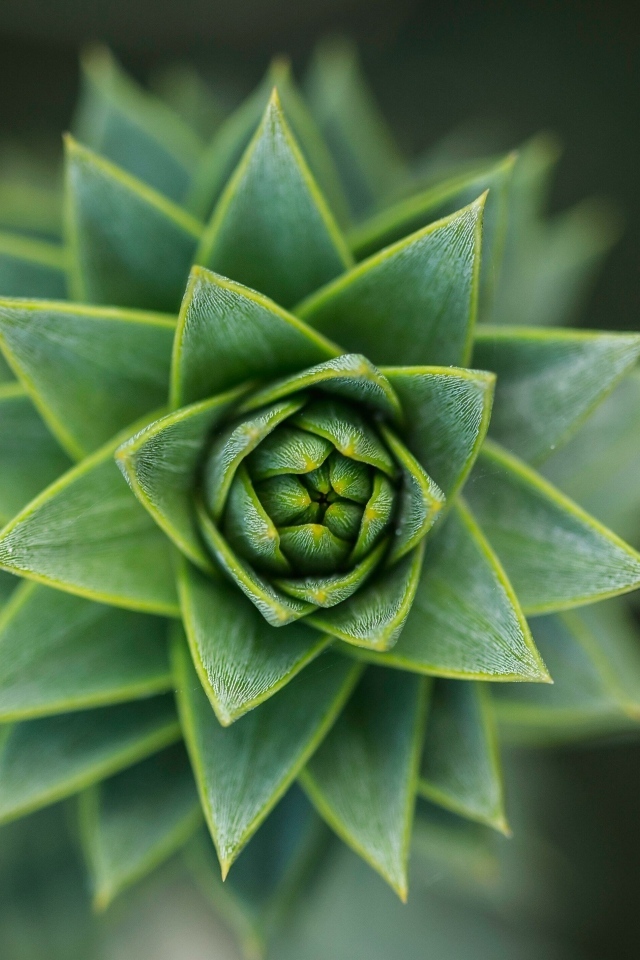 Зеленый цветок суккулент крупным планом