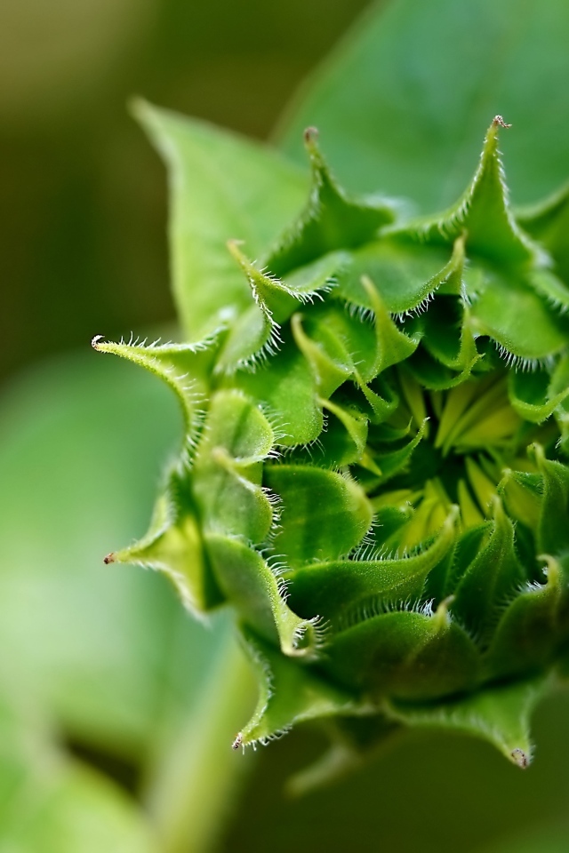 Зеленый нераспустившийся цветок подсолнуха