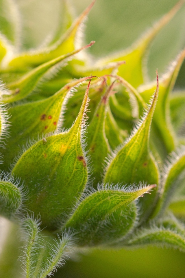 Зеленый нераспустившийся цветок подсолнуха