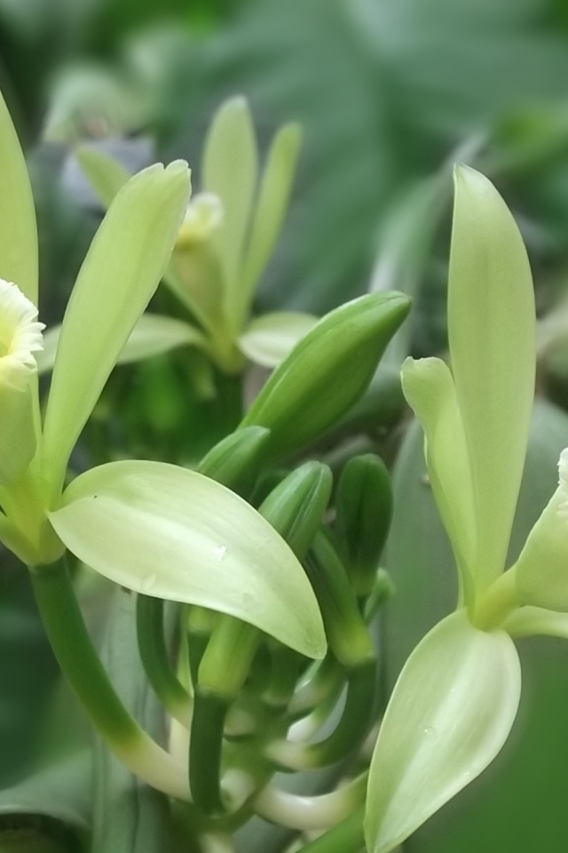 Зеленые цветы ванили на ветках