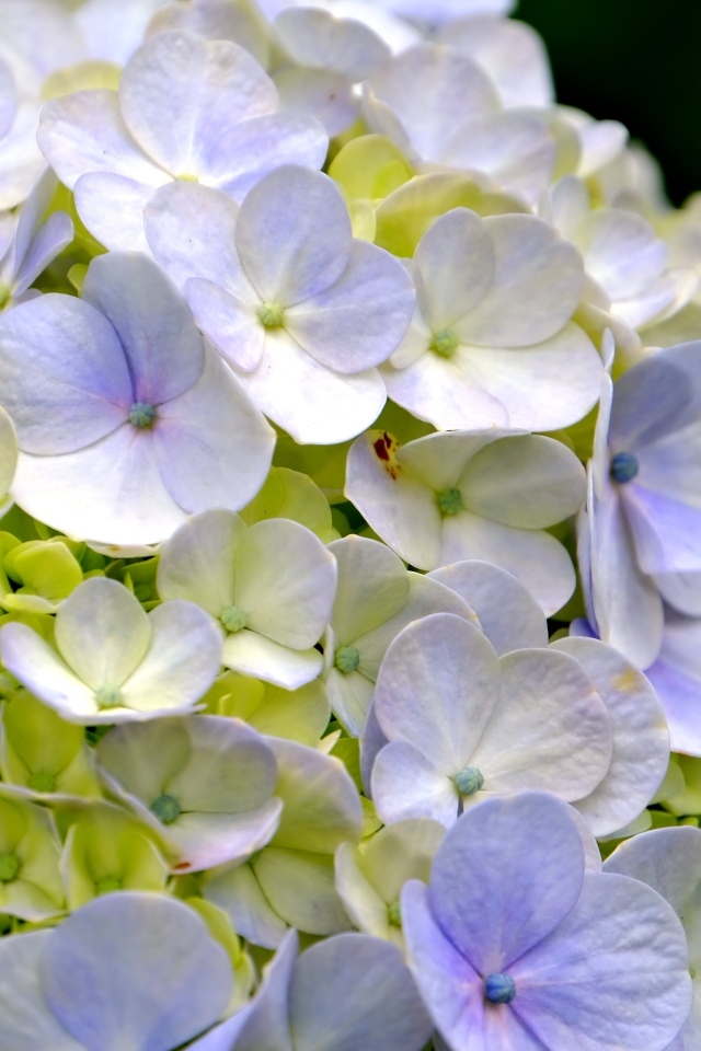 Цветы гортензии крупным планом