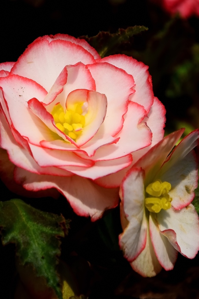 Комнатный цветок бегония крупным планом