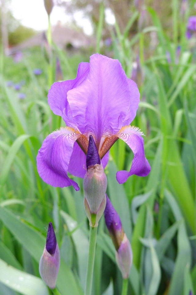 Цветы ирисы с бутонами на клумбе