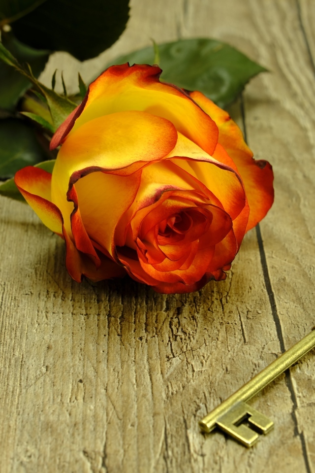 Ключ и оранжевая роза на деревянном столе