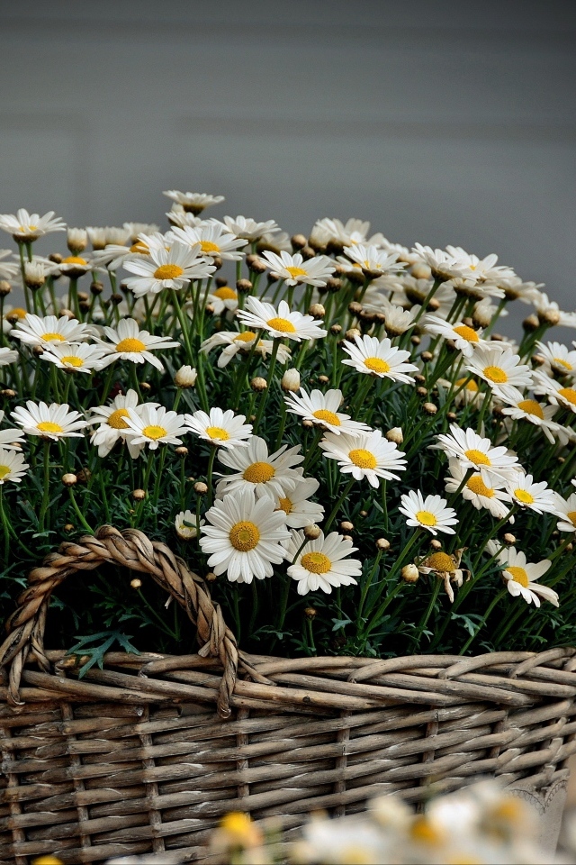 Большая корзина с цветами ромашки