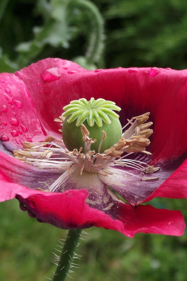 Большой распустившийся розовый мак