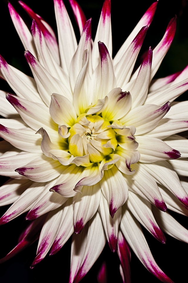 Крупный цветок георгина на черном фоне