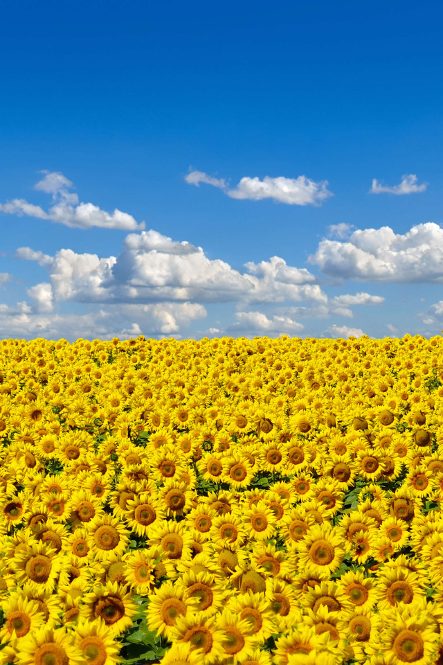 Большое поле желтых украинских подсолнухов