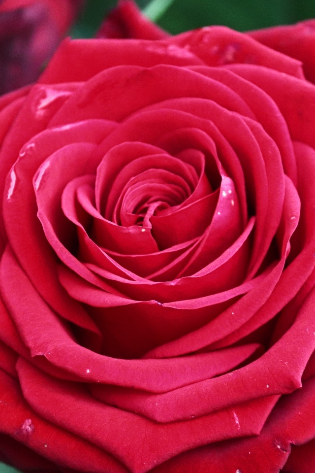 Крупная ароматная красная роза