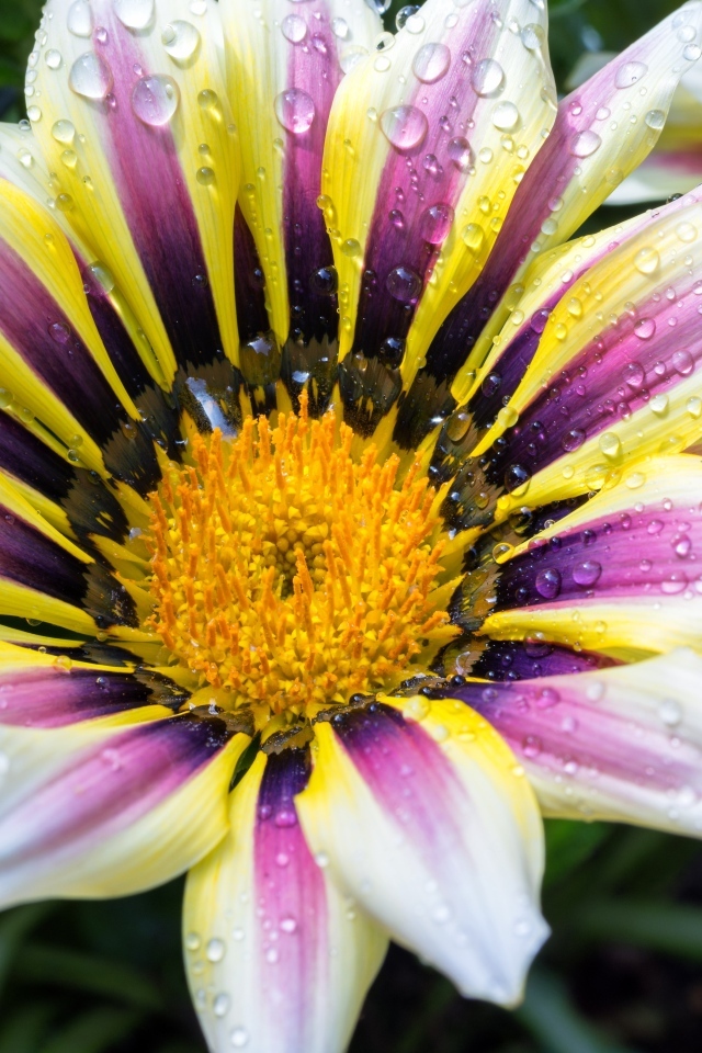 Большой цветок газания с каплями на лепестках