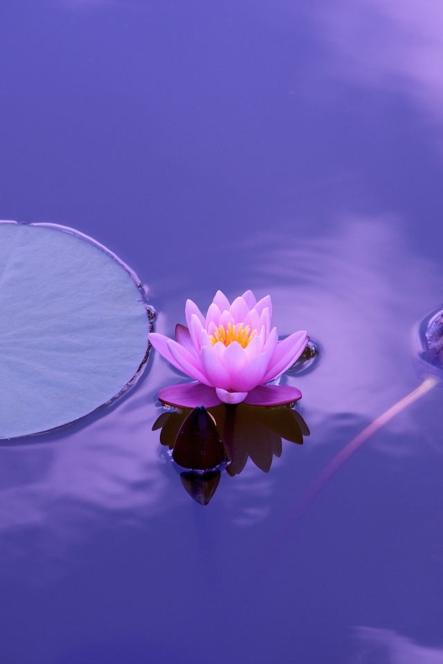 Большой зеленый лист и цветок лотоса в воде