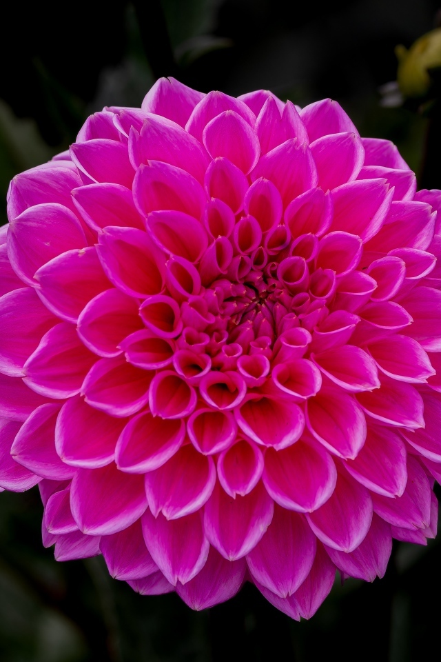 Большая пышная розовая георгина