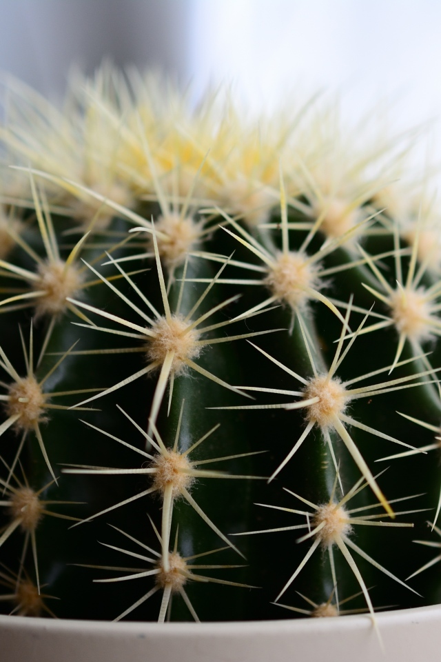Большие иголки колючего кактуса