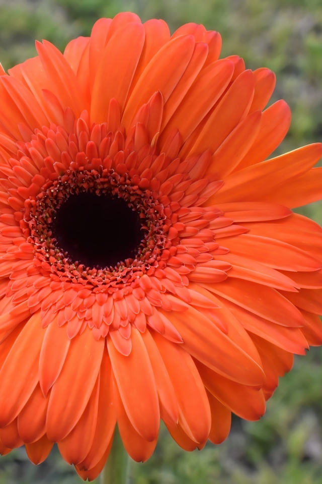 Крупный цветок оранжевой герберы