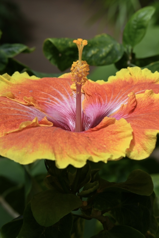 Большой оранжевый цветок гибискуса