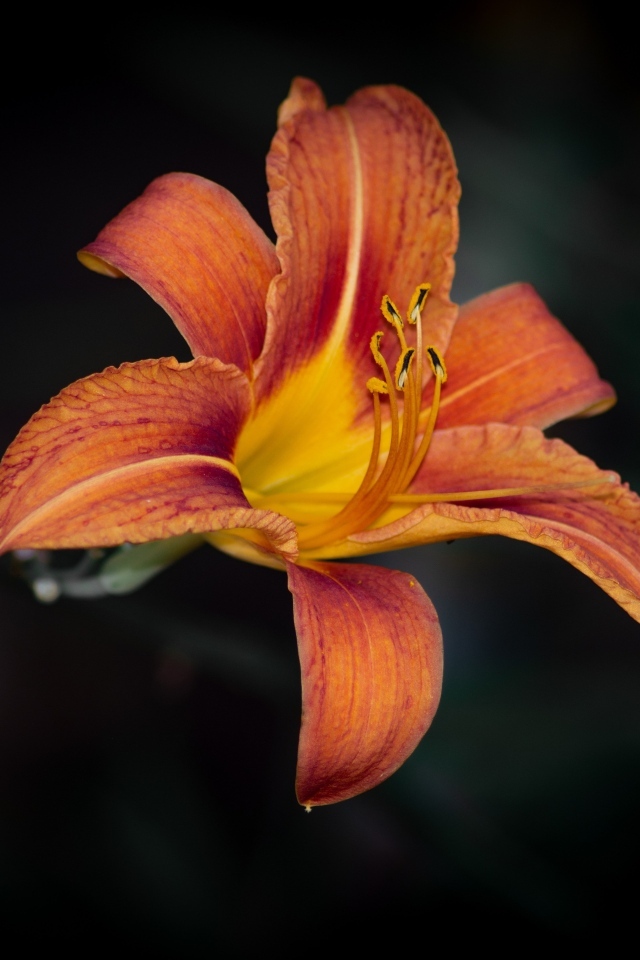 Большая оранжевая лилия на черном фоне