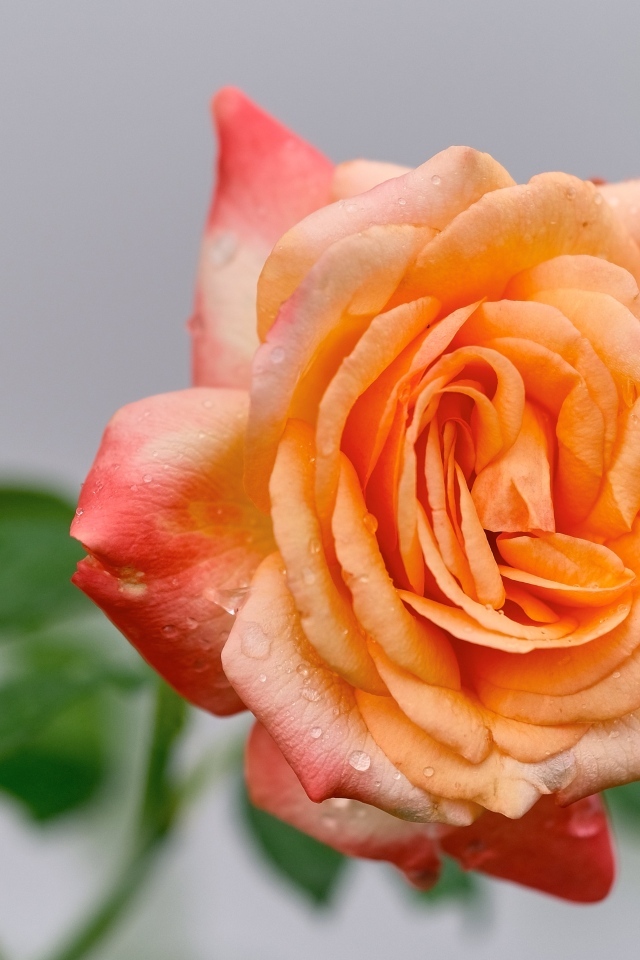 Крупная оранжевая роза в каплях росы