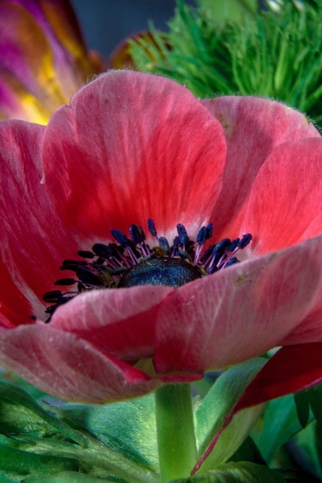 Крупный розовый цветок садового мака