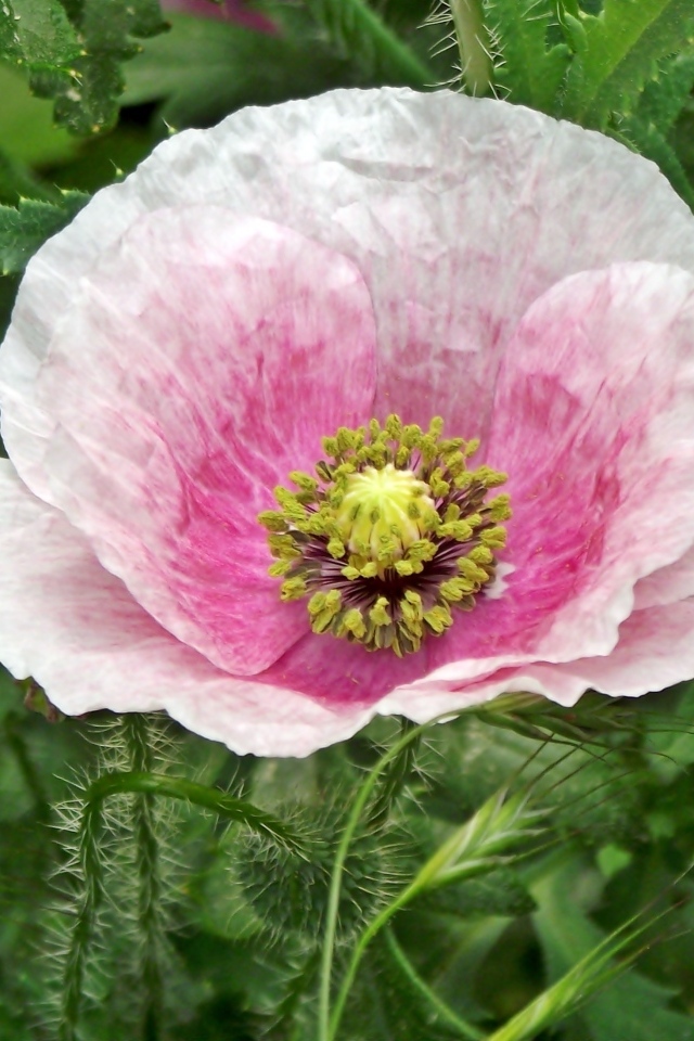 Большой розовый садовый мак в зеленых листьях