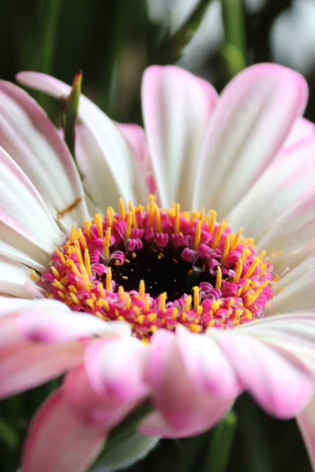 Большой розовый цветок гербера крупным планом