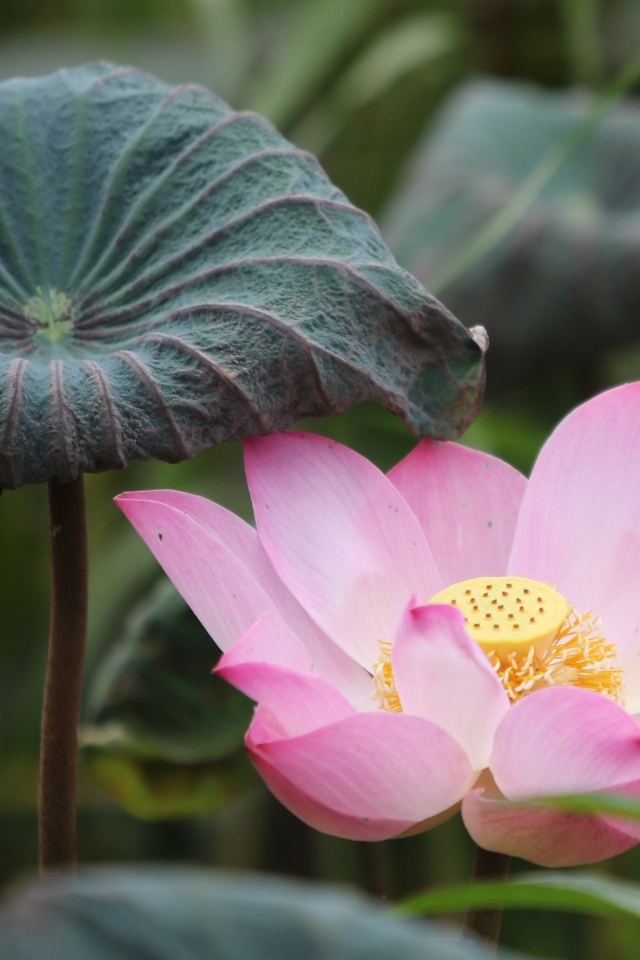 Большой цветок розового лотоса с листом