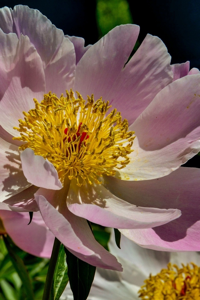 Большие розовые пионы на клумбе весной