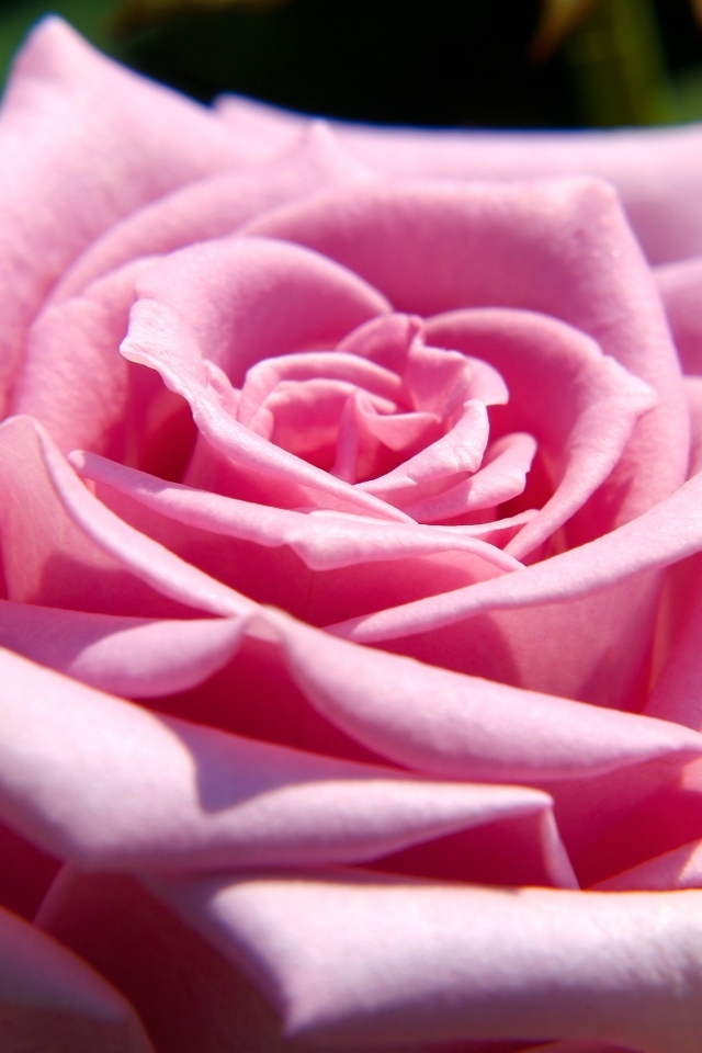 Крупная розовая роза вблизи